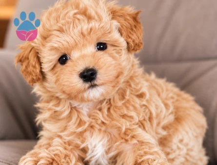 Tatlı Surat Maltipoo Yavrumuz - 8280 - Görsel 3