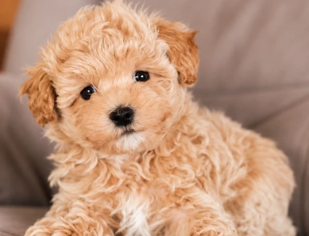 Sevgi Dolu Maltipoo Yavru Yeni Ailesini Bekliyor - 8281