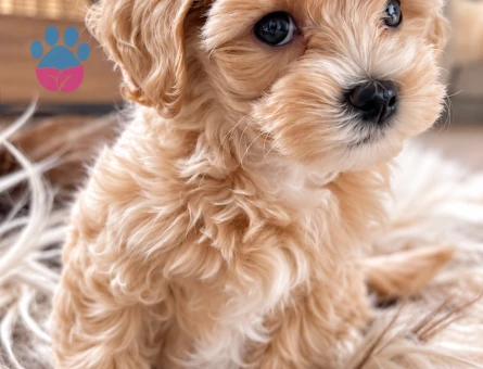 Maltipoo Yavrumuz – Mikroçipli, Aşılı ve Karneli - 8282 - Görsel 3