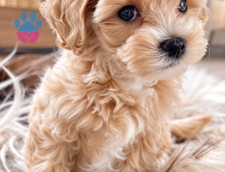 Maltipoo Yavrumuz – Mikroçipli, Aşılı ve Karneli - 8282
