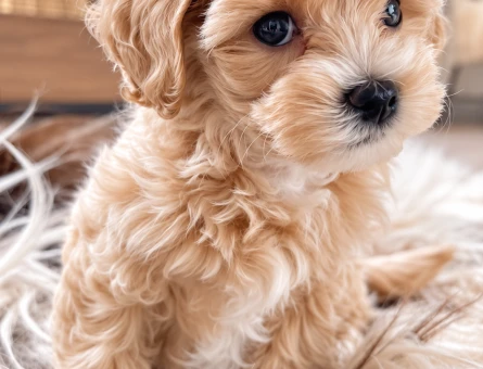 Maltipoo Yavrumuz – Mikroçipli, Aşılı ve Karneli - 8282
