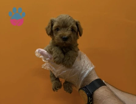 TEACUP MALTİPOO YAVRULARIMIZ - 8283 - Görsel 3