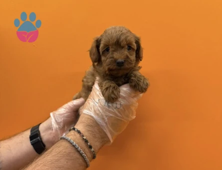 TEACUP MALTİPOO YAVRULARIMIZ - 8283
