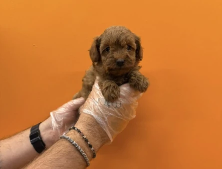 TEACUP MALTİPOO YAVRULARIMIZ - 8283