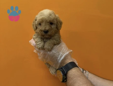 TEACUP MALTİPOO YAVRULARIMIZ - 8283 - Görsel 5