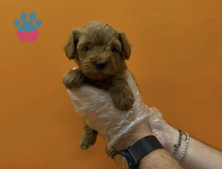 TEACUP MALTİPOO YAVRULARIMIZ - 8283 - Görsel 4