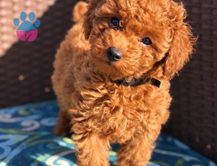 Toy Poodle Yavrumuz Yeni Ailesini Bekliyor - 8284