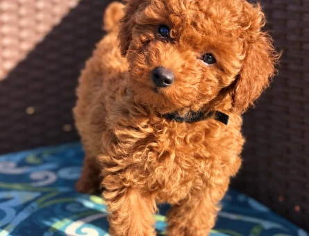 Toy Poodle Yavrumuz Yeni Ailesini Bekliyor - 8284