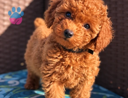 Toy Poodle Yavrumuz Yeni Ailesini Bekliyor - 8284 - Görsel 3