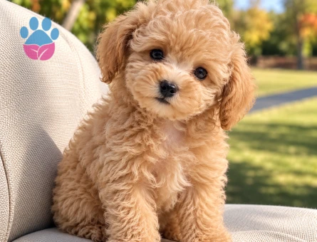 Teddy Surat Toy Poodle Yavru – İstanbul - 8285