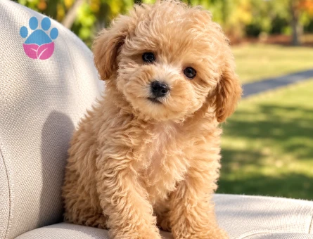 Teddy Surat Toy Poodle Yavru – İstanbul - 8285 - Görsel 3