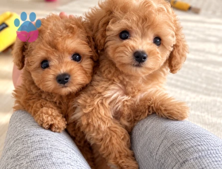 Minik Toy Poodle Yavrumuz - 8286 - Görsel 3