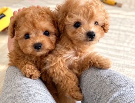 Minik Toy Poodle Yavrumuz - 8286