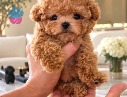 Red Brown Teacup Toy Poodle Yavru – İstanbul - 8287