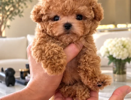 Red Brown Teacup Toy Poodle Yavru – İstanbul - 8287