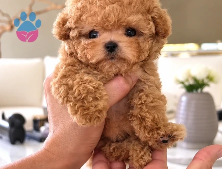 Red Brown Teacup Toy Poodle Yavru – İstanbul - 8287 - Görsel 3