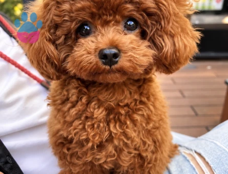 İstanbul Toy Poodle – Minik Patili Yavrumuz - 8288