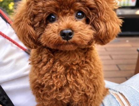 İstanbul Toy Poodle – Minik Patili Yavrumuz - 8288