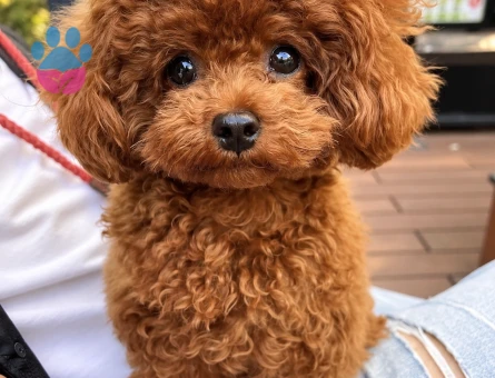 İstanbul Toy Poodle – Minik Patili Yavrumuz - 8288 - Görsel 3
