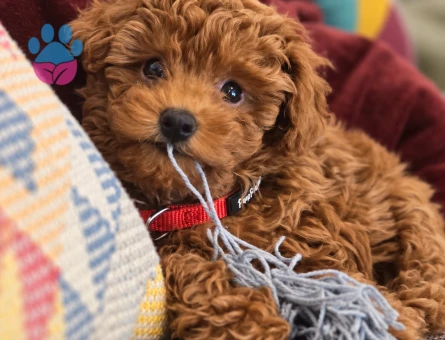 Oyuncu Toy Poodle Yavrumuz İstanbul’da - 8289 - Görsel 3