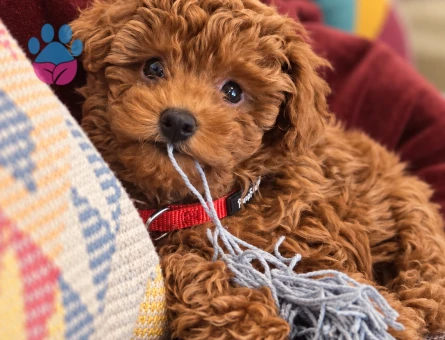 Oyuncu Toy Poodle Yavrumuz İstanbul’da - 8289