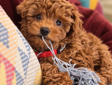 Oyuncu Toy Poodle Yavrumuz İstanbul’da - 8289