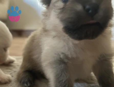 Pomeranian - 8290