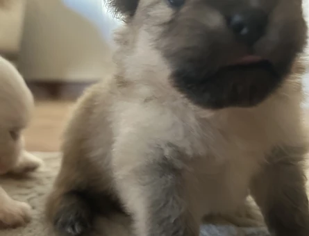 Pomeranian - 8290