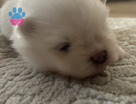 Pomeranian - 8290 - Görsel 4