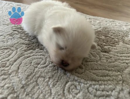 Pomeranian - 8290 - Görsel 3