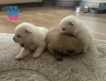 Pomeranian - 8290 - Görsel 5