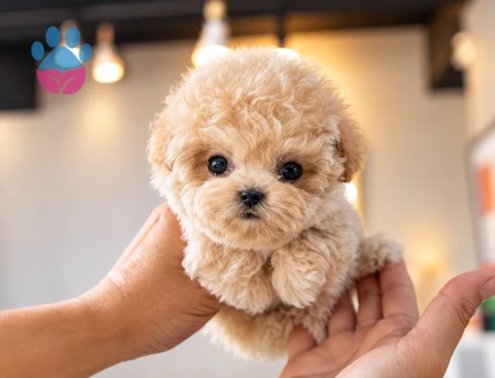 İstanbul’da Sevimli Toy Poodle Yavrumuz Apricot - 8291