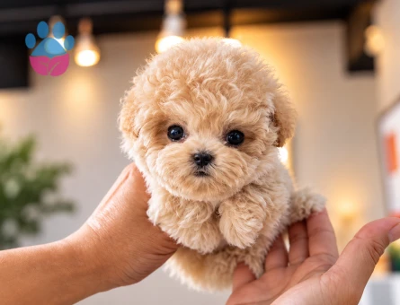 İstanbul’da Sevimli Toy Poodle Yavrumuz Apricot - 8291 - Görsel 3