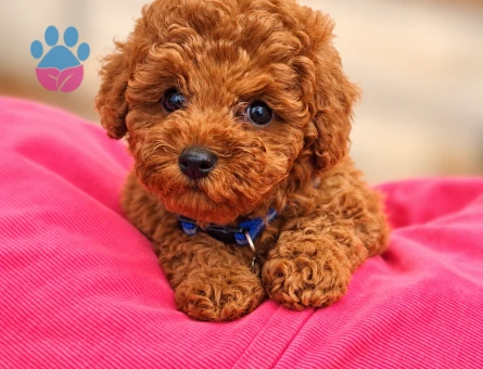 Red Toy Poodle Yavru – İstanbul Yeni Yuvasını Arıyor - 8292