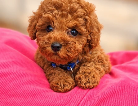 Red Toy Poodle Yavru – İstanbul Yeni Yuvasını Arıyor - 8292