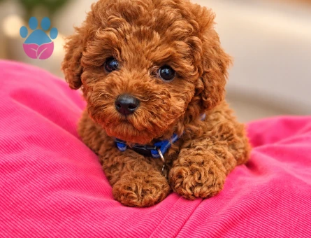 Red Toy Poodle Yavru – İstanbul Yeni Yuvasını Arıyor - 8292 - Görsel 3