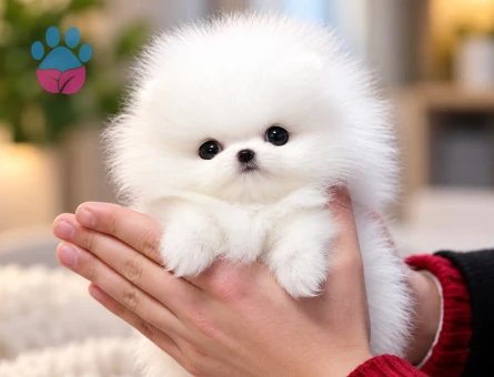 Teddy Bear Bembeyaz Pomeranian Boo Yavrumuz - 8294 - Görsel 3