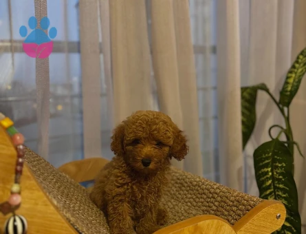 Safkan Toy Poodle aşıları tam tüy dökmez - 8295