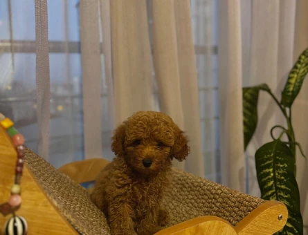 Safkan Toy Poodle aşıları tam tüy dökmez - 8295