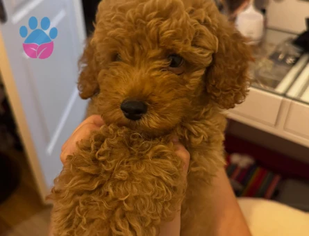 Safkan Toy Poodle aşıları tam tüy dökmez - 8295 - Görsel 4