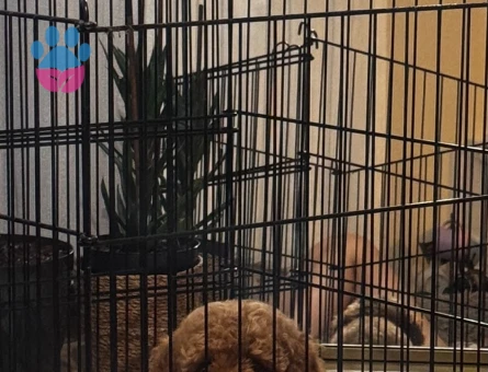 Safkan Toy Poodle aşıları tam tüy dökmez - 8295 - Görsel 3
