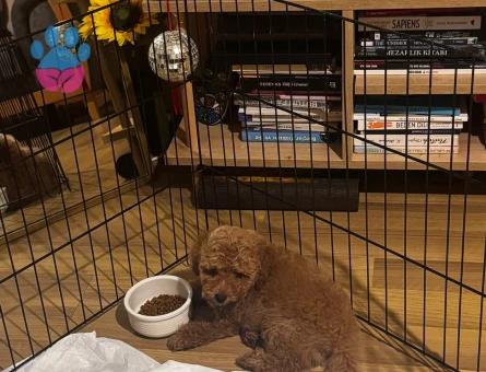 Safkan Toy Poodle aşıları tam tüy dökmez - 8295 - Görsel 5