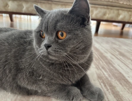 British Shorthair Kedi Sahiplendirme - 8296