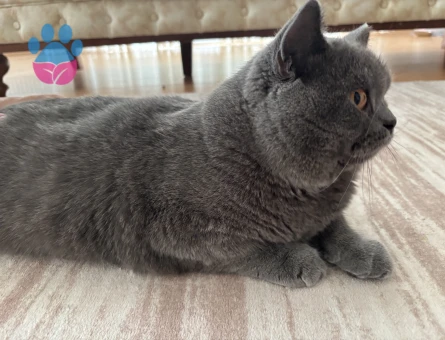 British Shorthair Kedi Sahiplendirme - 8296 - Görsel 4