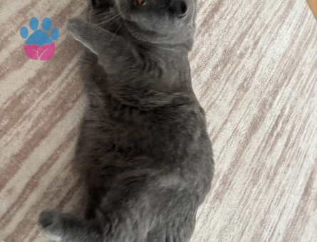British Shorthair Kedi Sahiplendirme - 8296 - Görsel 5