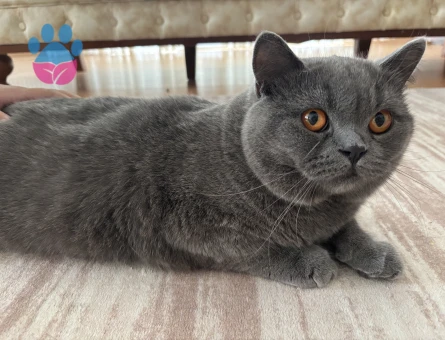 British Shorthair Kedi Sahiplendirme - 8296 - Görsel 3