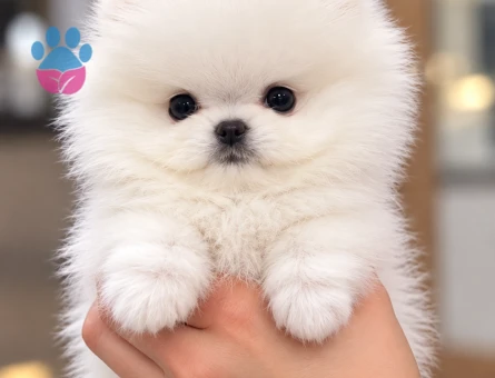 Minik Pomeranian Boo – Aşıları Tam, Mikroçipli ve Sağlık Garantili - 8300