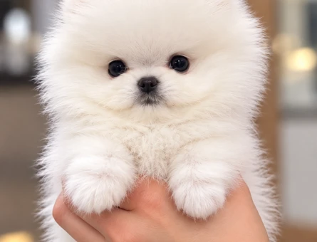 Minik Pomeranian Boo – Aşıları Tam, Mikroçipli ve Sağlık Garantili - 8300