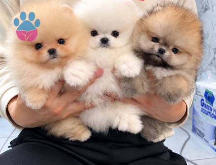 Minik Pomeranian Boo – Aşıları Tam, Mikroçipli ve Sağlık Garantili - 8300 - Görsel 3