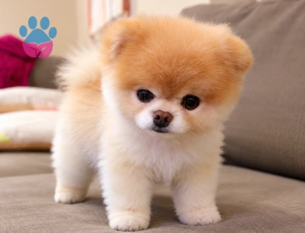 Pofuduk Pomeranian Boo Yavru – Belgeleri ve Aşıları Hazır - 8302 - Görsel 3